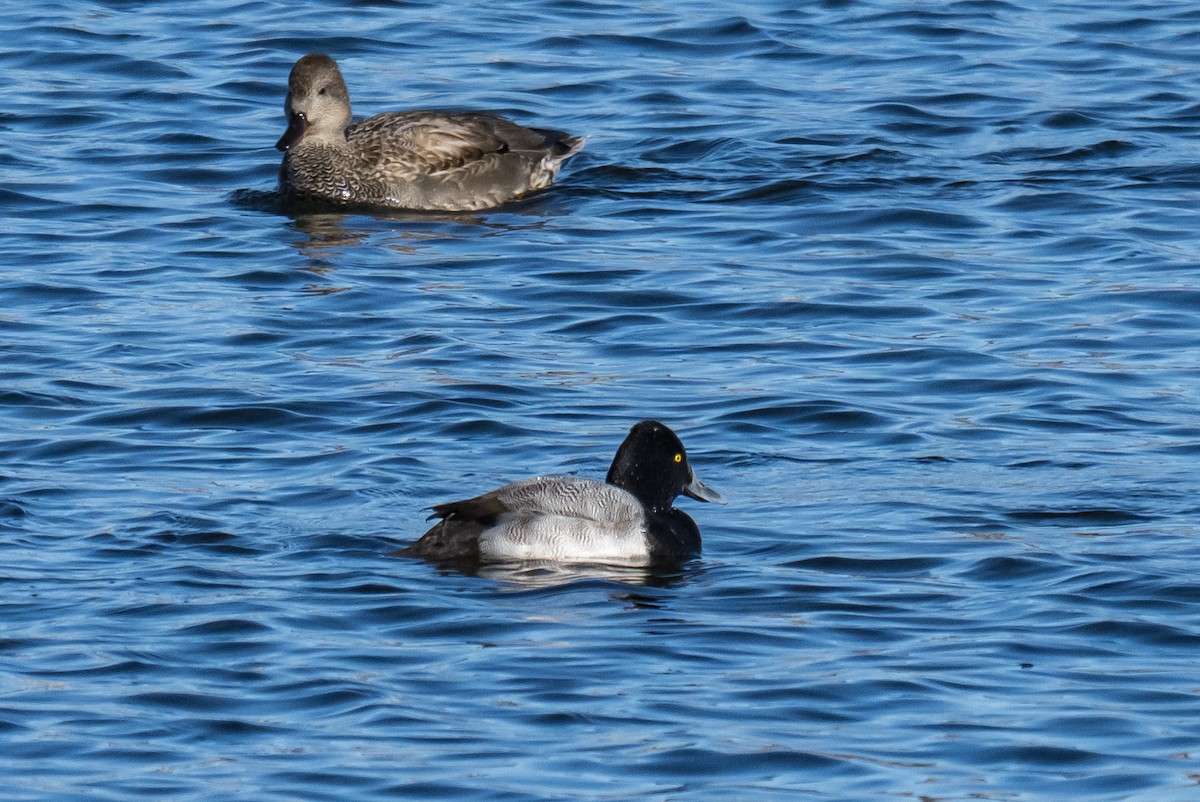 コスズガモ - ML646527063