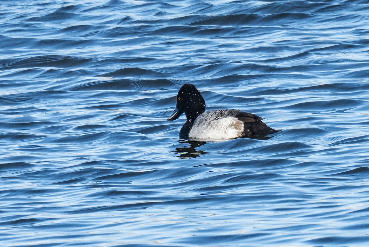 コスズガモ - ML646527064