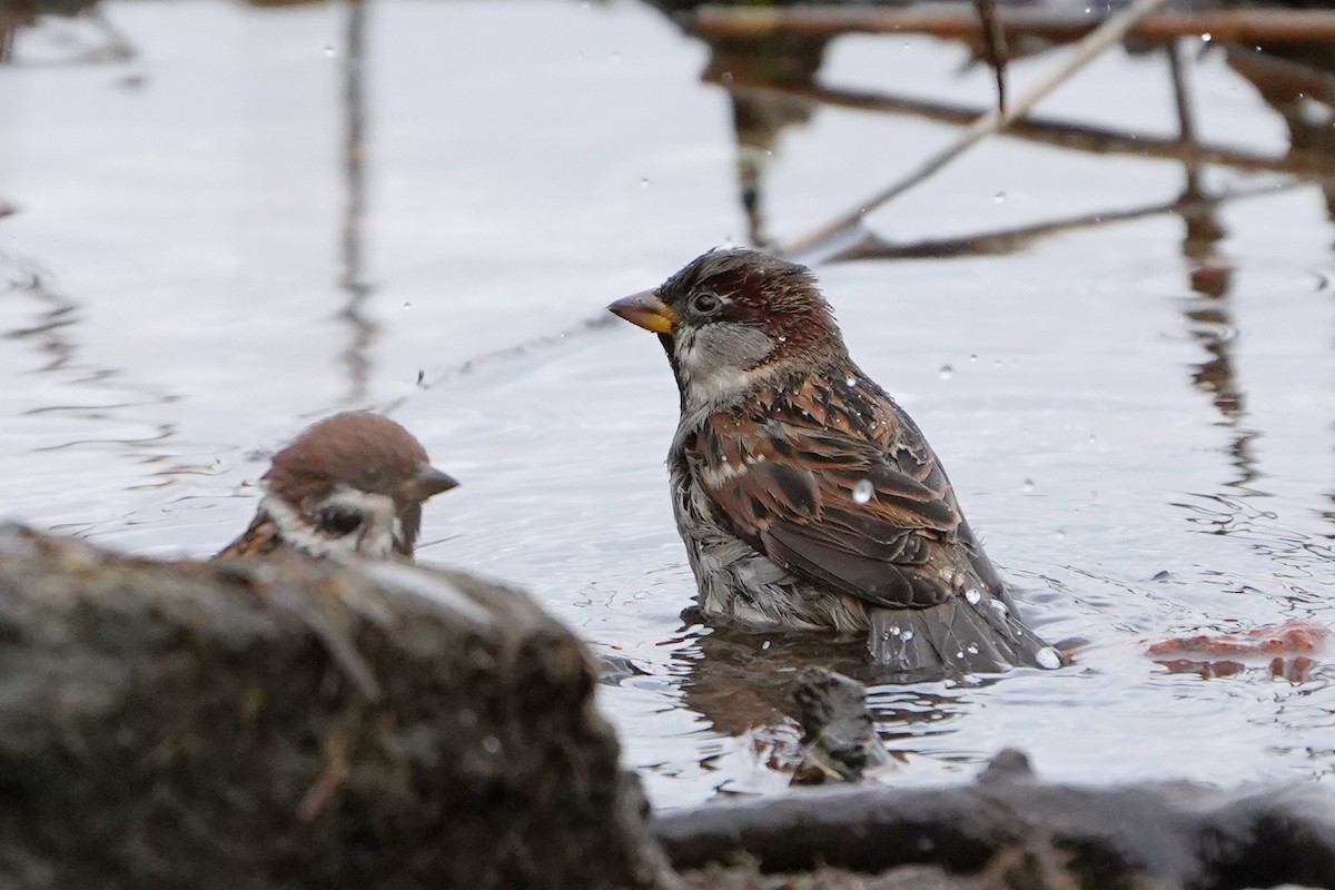 House Sparrow - ML646527065