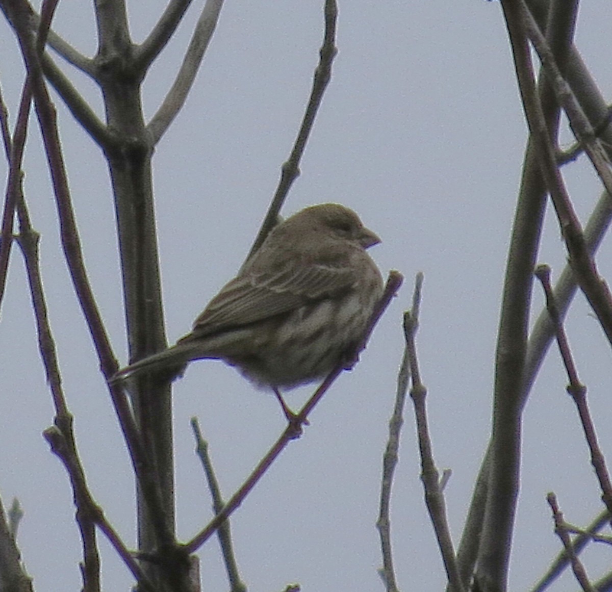 Мексиканская чечевица - ML646527066