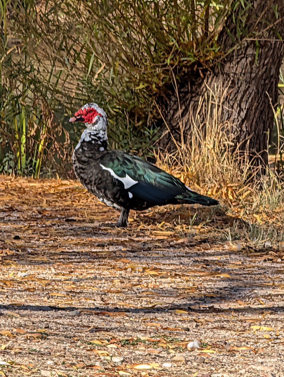 ノバリケン（家畜） - ML646527067