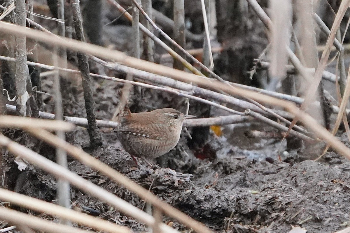 Eurasian Wren - ML646527073