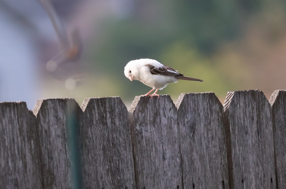 House Finch - ML646527074