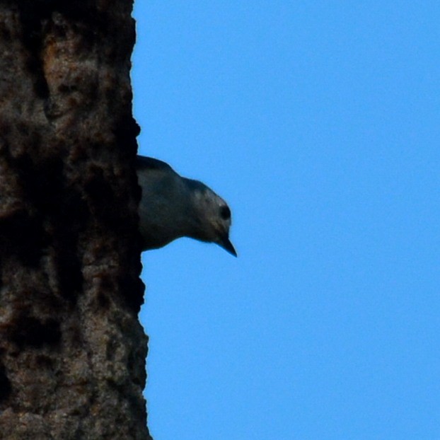 Tufted Titmouse - ML646527075