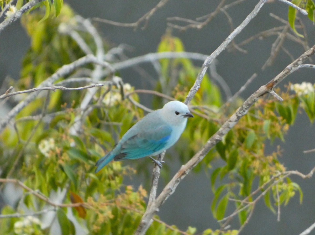 Blue-gray Tanager - ML646527080