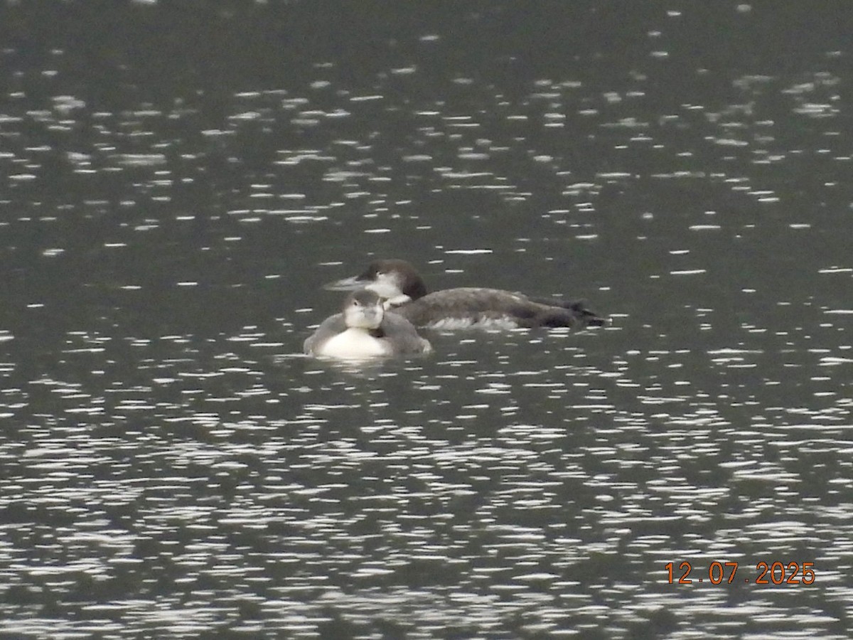 Strolaga maggiore - ML646527083