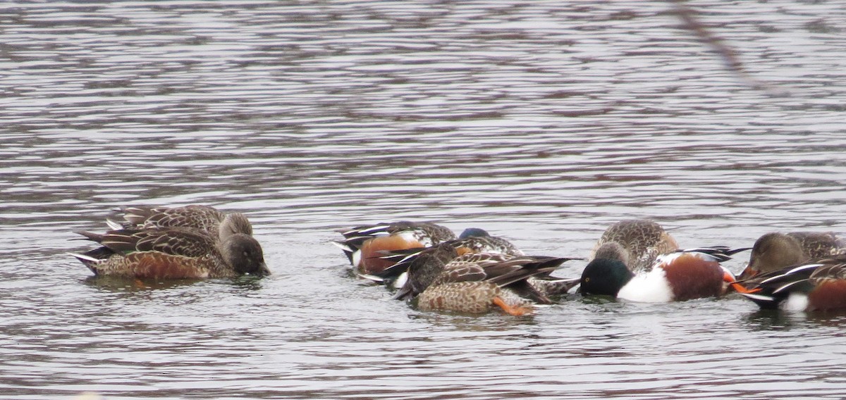 Широконоска - ML646527085