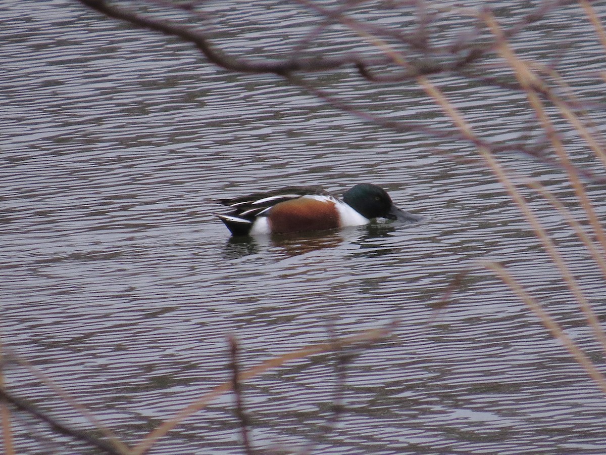 Широконоска - ML646527086