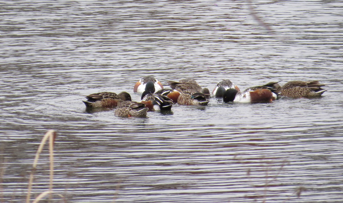 Широконоска - ML646527087