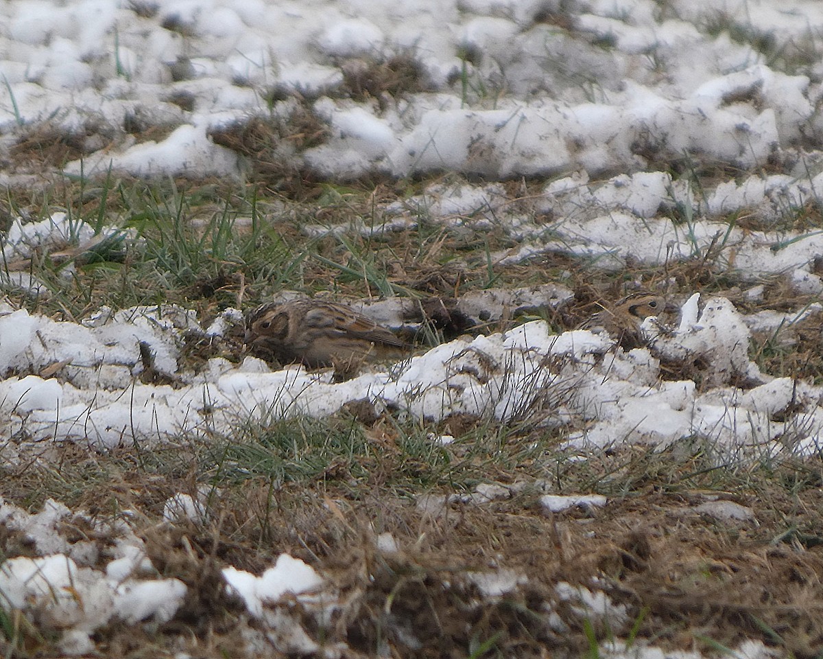 lappspurv - ML646527088