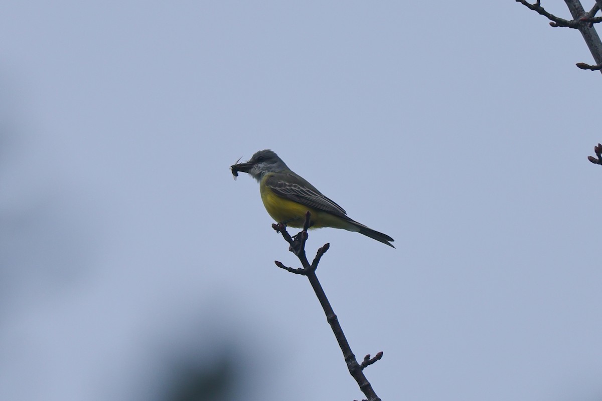 Tropical Kingbird - ML646527090