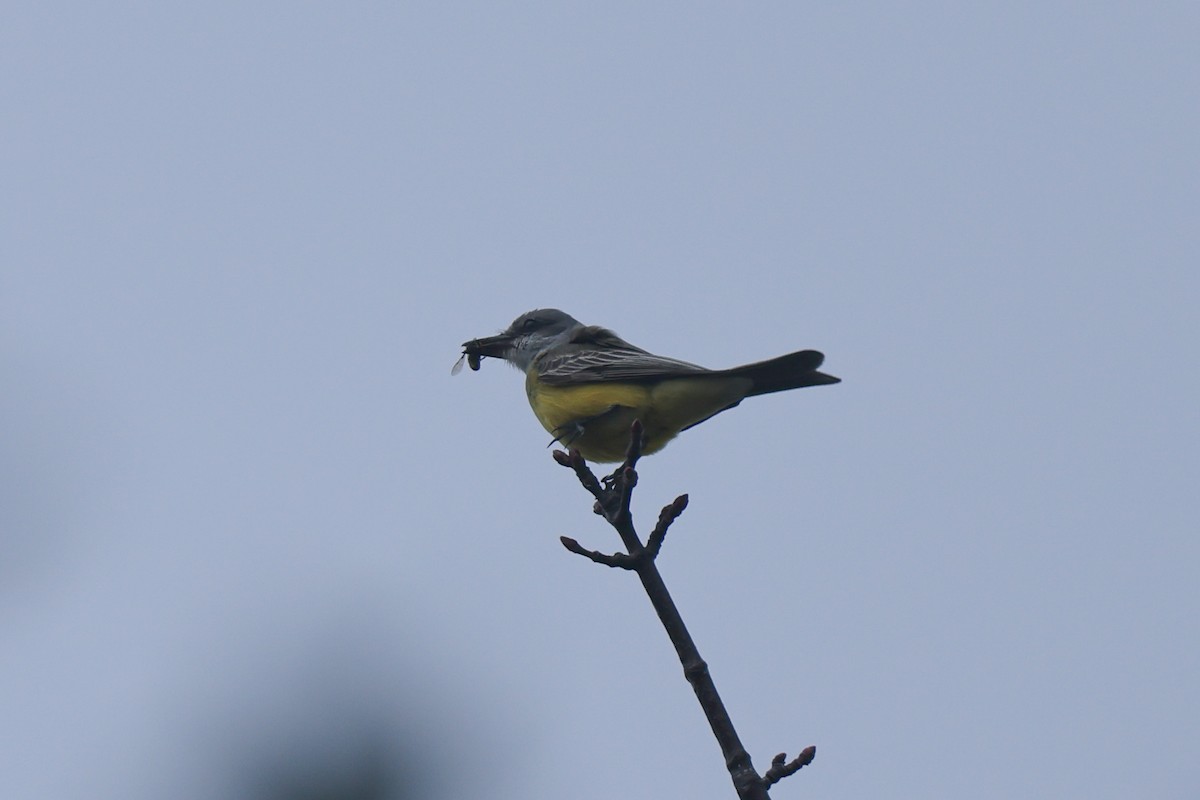 Tropical Kingbird - ML646527091
