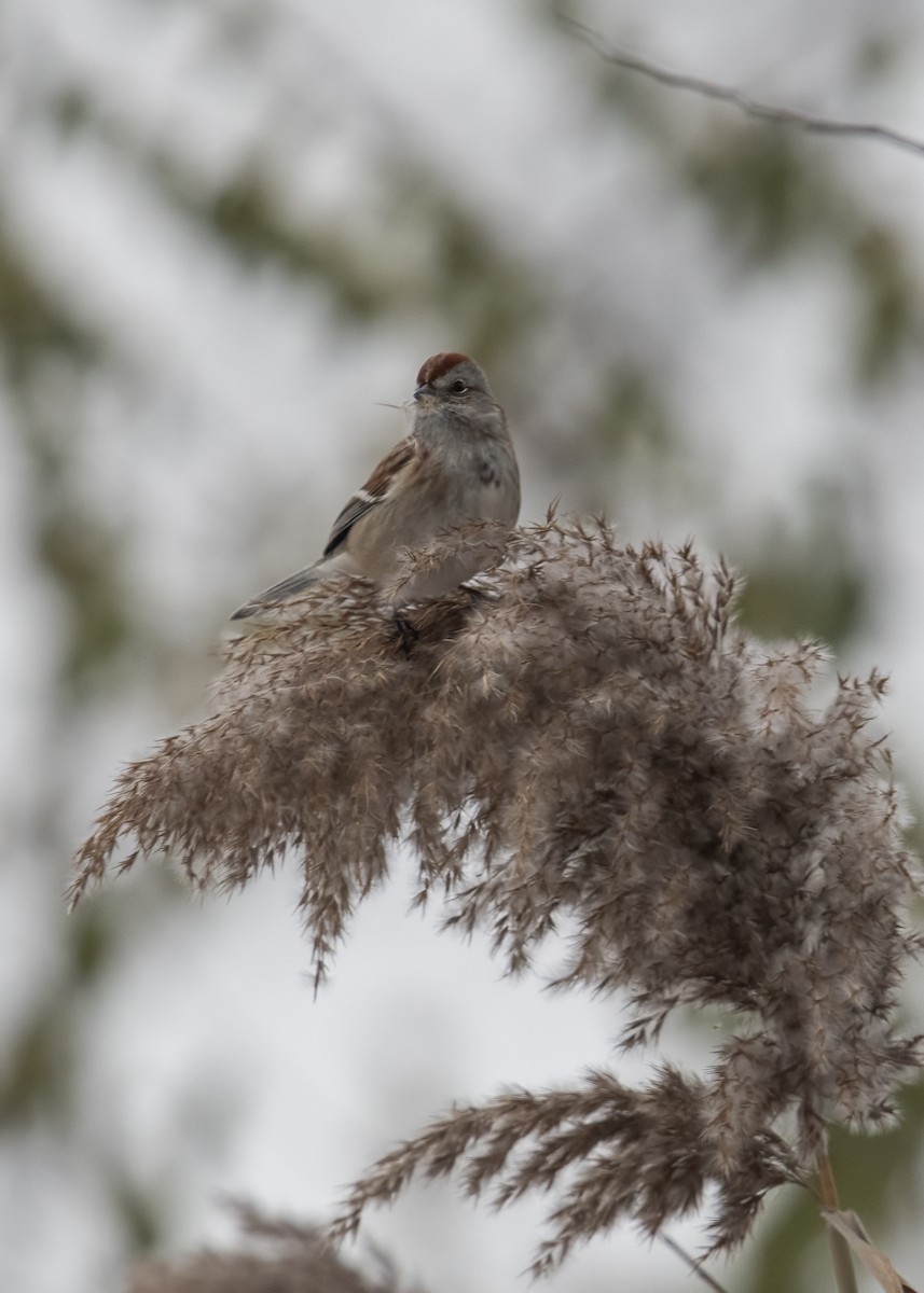 American Tree Sparrow - ML646527092