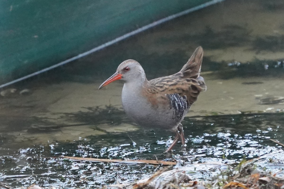 Water Rail - ML646527095