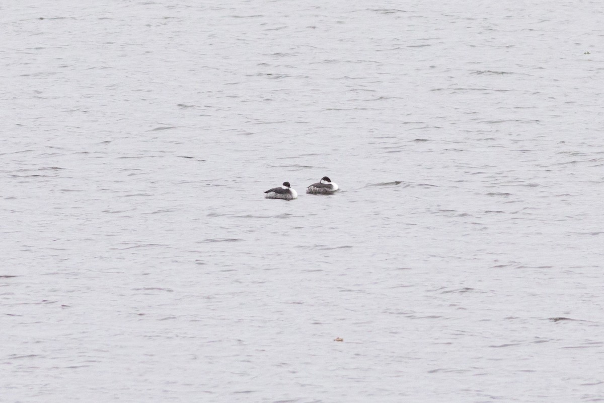 Horned Grebe - ML646527104