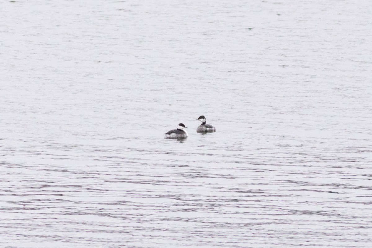 Horned Grebe - ML646527105