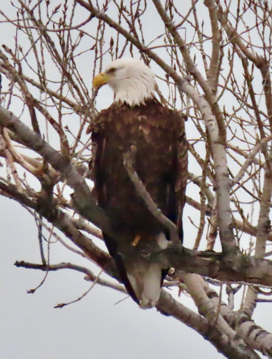 Bald Eagle - ML646527108