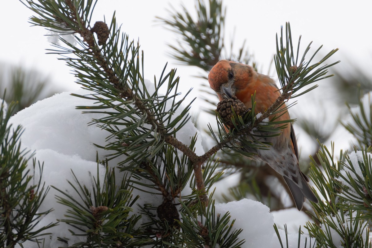 Parrot Crossbill - ML646527110