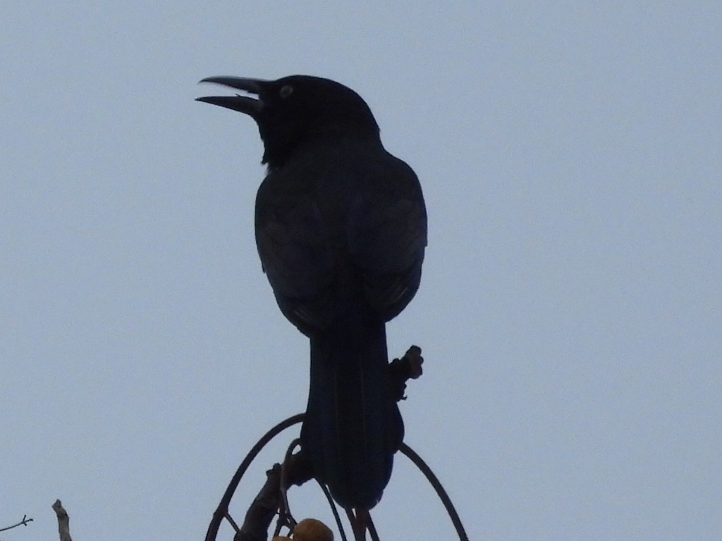 Common Grackle - ML646527111