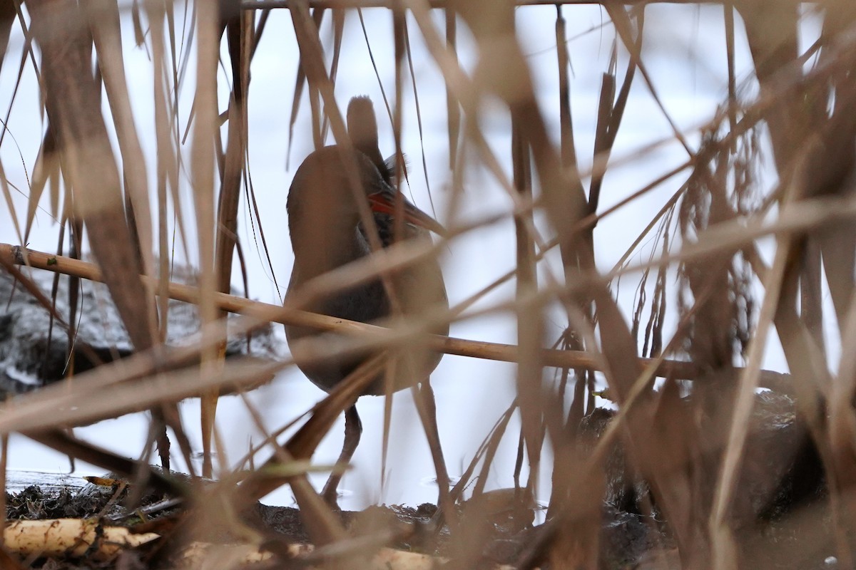 Water Rail - ML646527112
