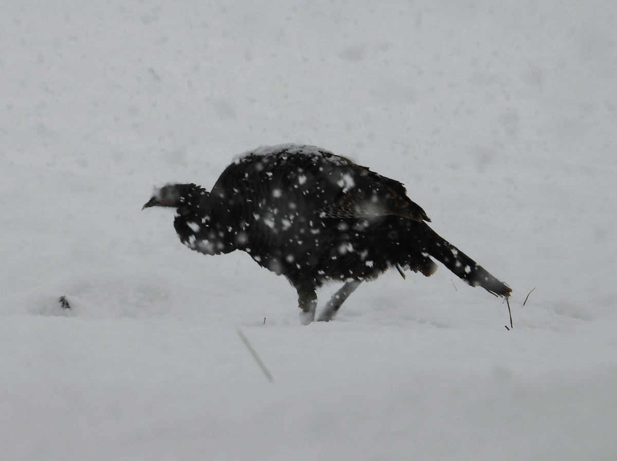 Wild Turkey - ML646527115