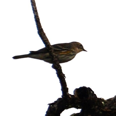 Yellow-rumped Warbler - ML646527116