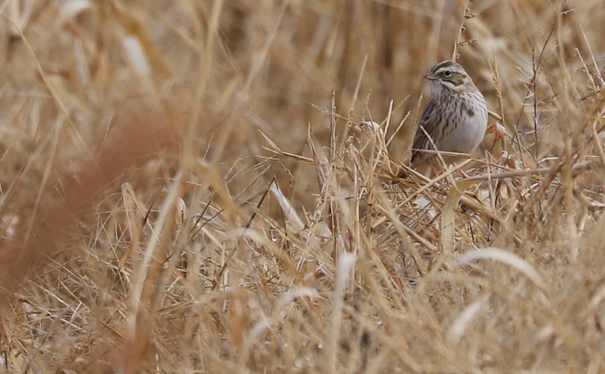 Savannah Sparrow (Ipswich) - ML646527117
