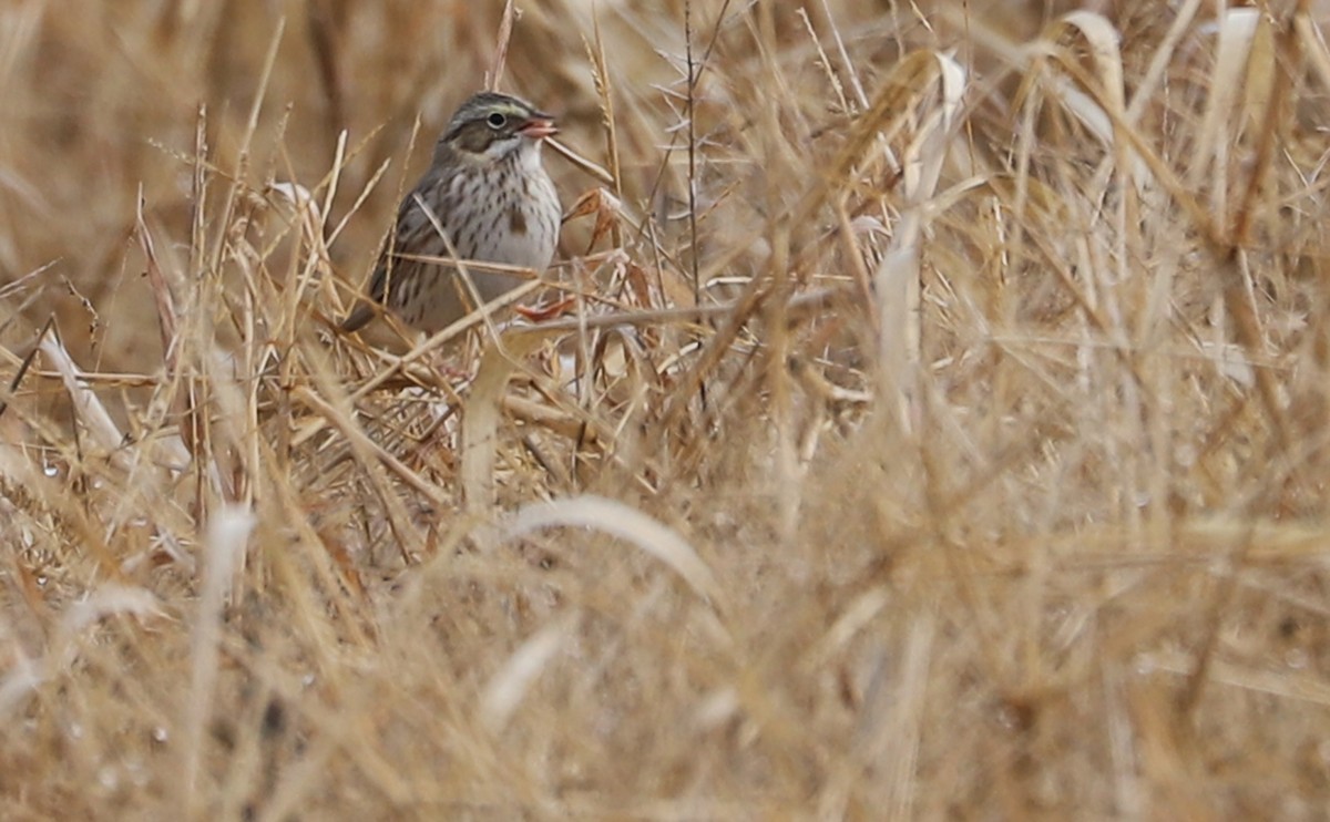 Savannah Sparrow (Ipswich) - ML646527118
