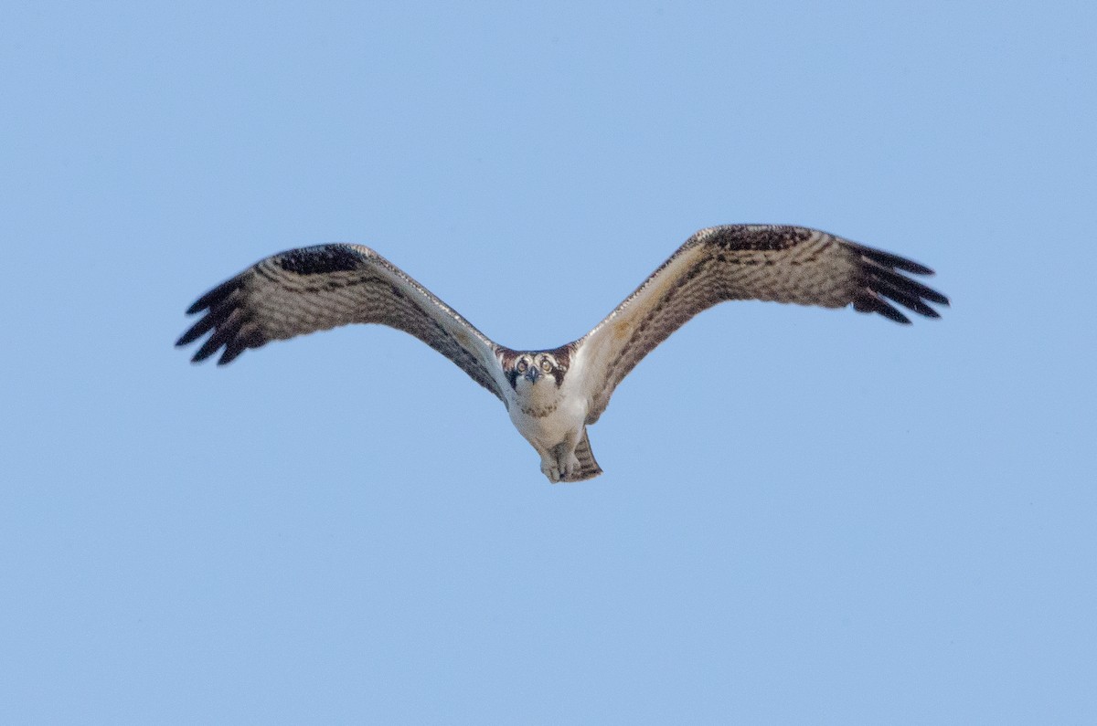 Osprey - ML646527120