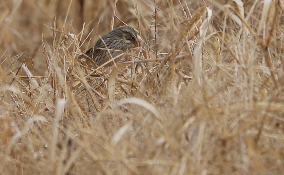 Savannah Sparrow (Ipswich) - ML646527121