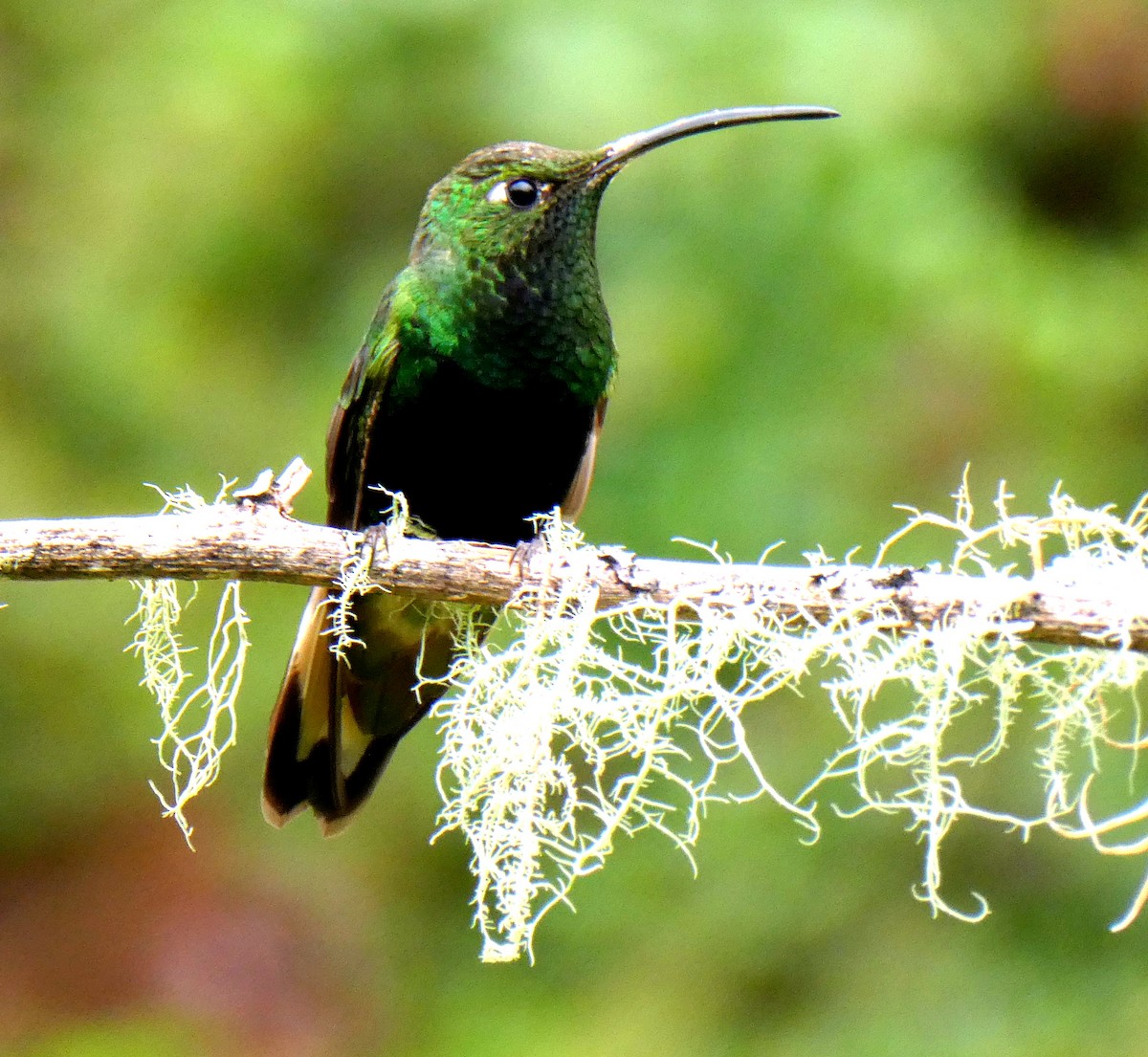 ビロードハチドリ - ML646527122