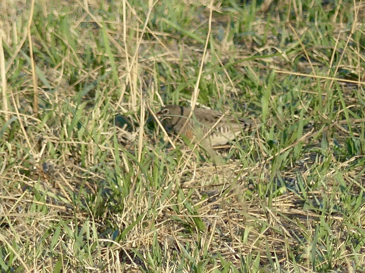 Луговик чорнощокий [група fuscocrissa] - ML646527123