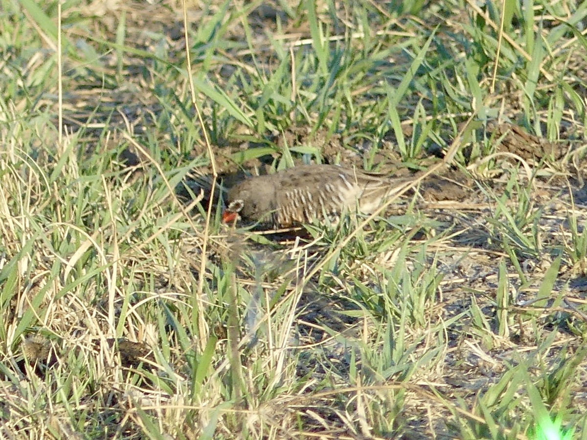 Луговик чорнощокий [група fuscocrissa] - ML646527124