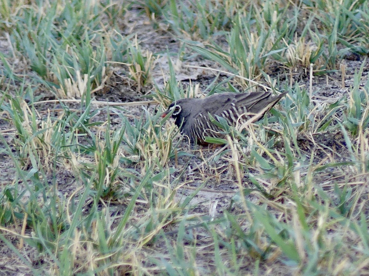 Луговик чорнощокий [група fuscocrissa] - ML646527126