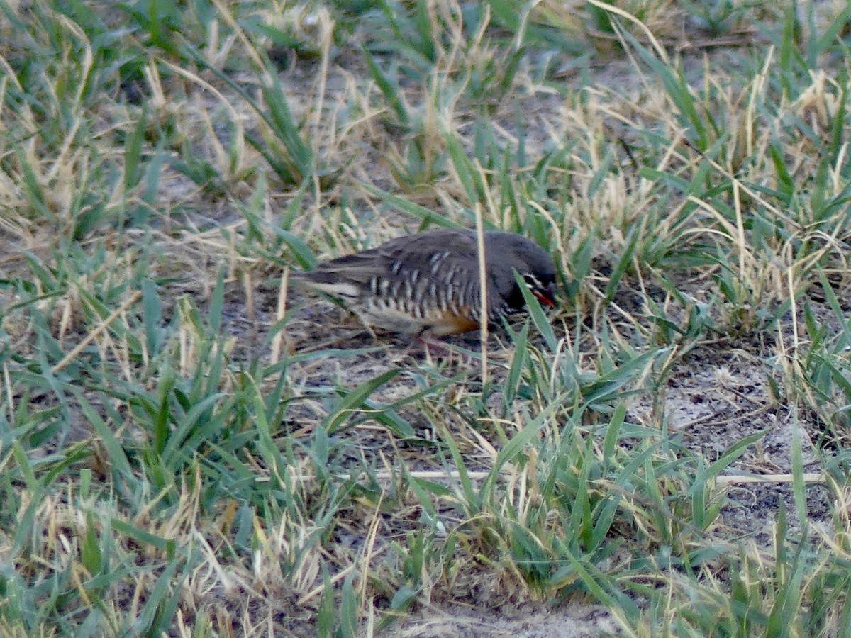 Луговик чорнощокий [група fuscocrissa] - ML646527127