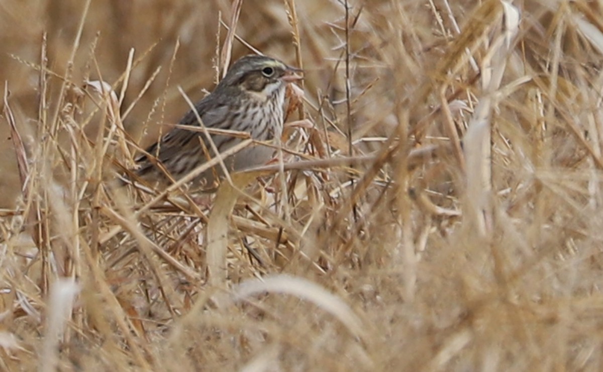 Savannah Sparrow (Ipswich) - ML646527128