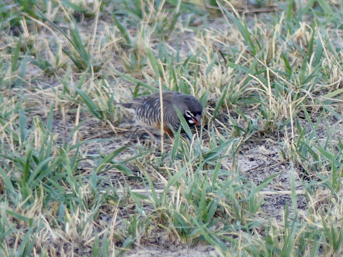 Луговик чорнощокий [група fuscocrissa] - ML646527130