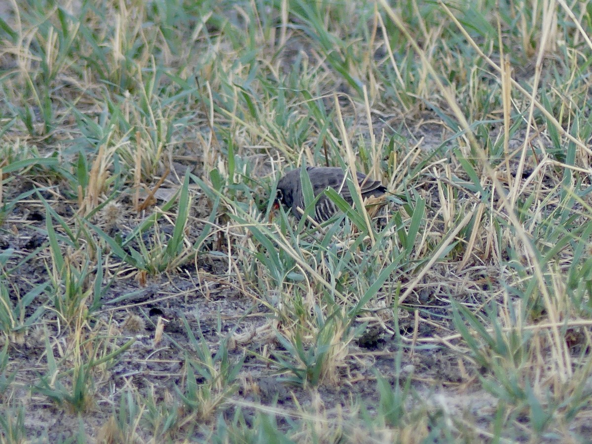 Луговик чорнощокий [група fuscocrissa] - ML646527131