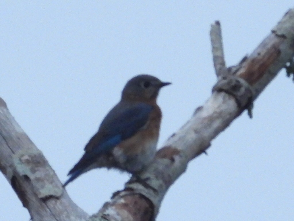 Eastern Bluebird - ML646527132