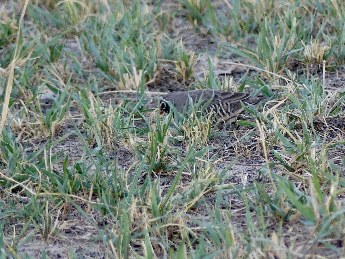 Луговик чорнощокий [група fuscocrissa] - ML646527133