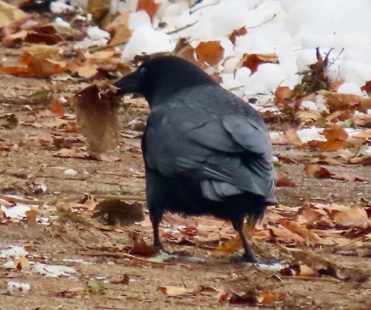American Crow - ML646527134