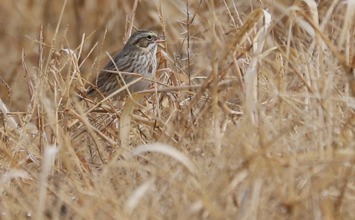 Savannah Sparrow (Ipswich) - ML646527135