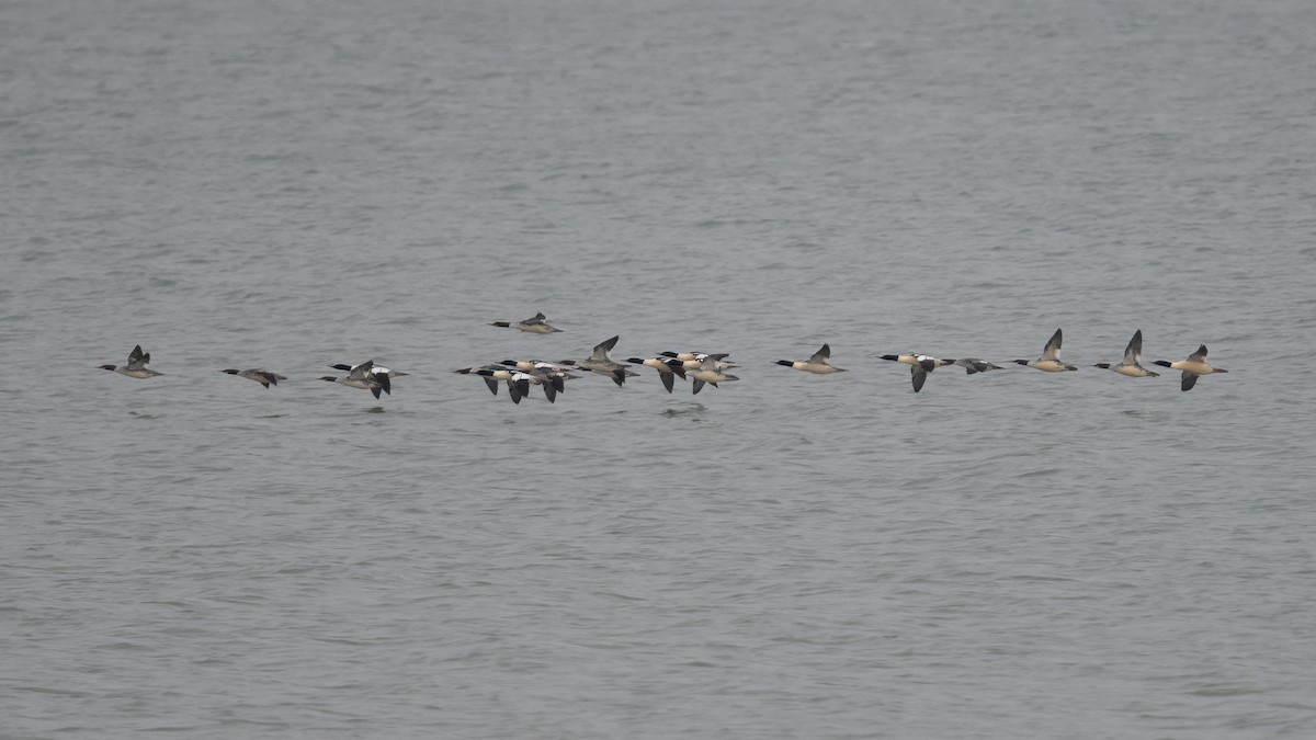 Common Merganser - ML646527136