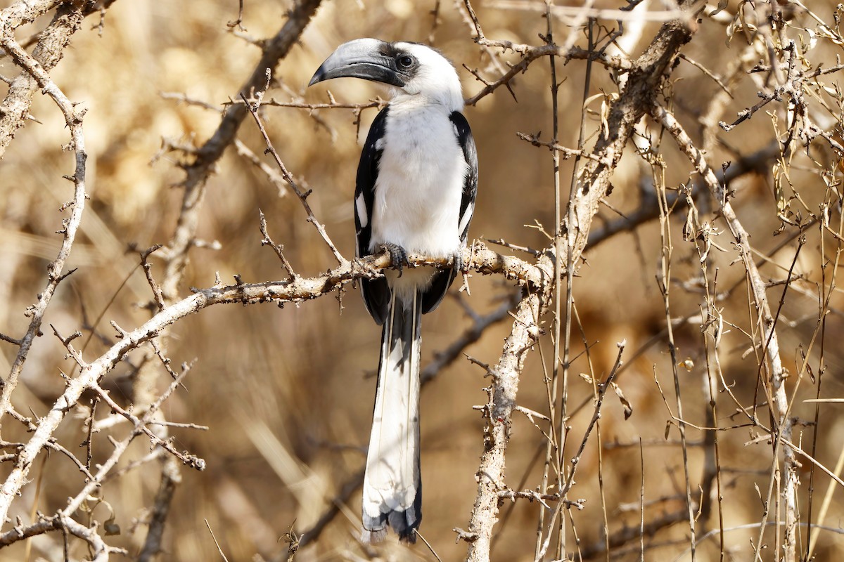 Токо чорнокрилий - ML646527137