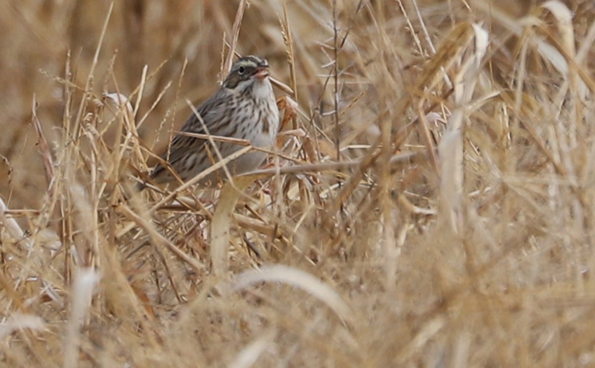 Savannah Sparrow (Ipswich) - ML646527139