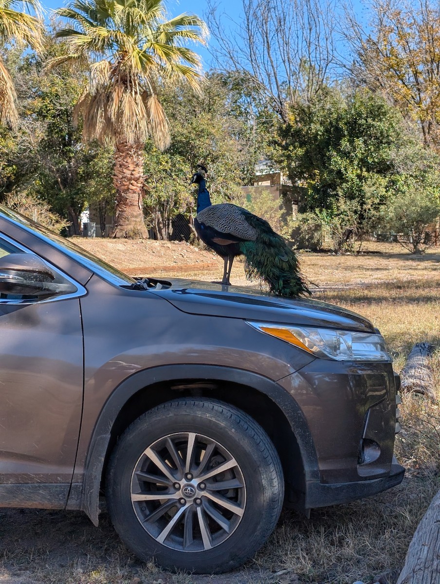 インドクジャク（家畜） - ML646527141