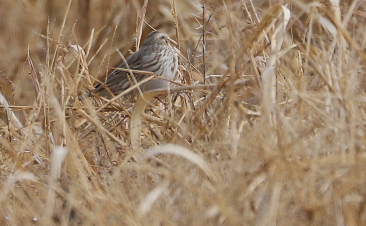 Savannah Sparrow (Ipswich) - ML646527142