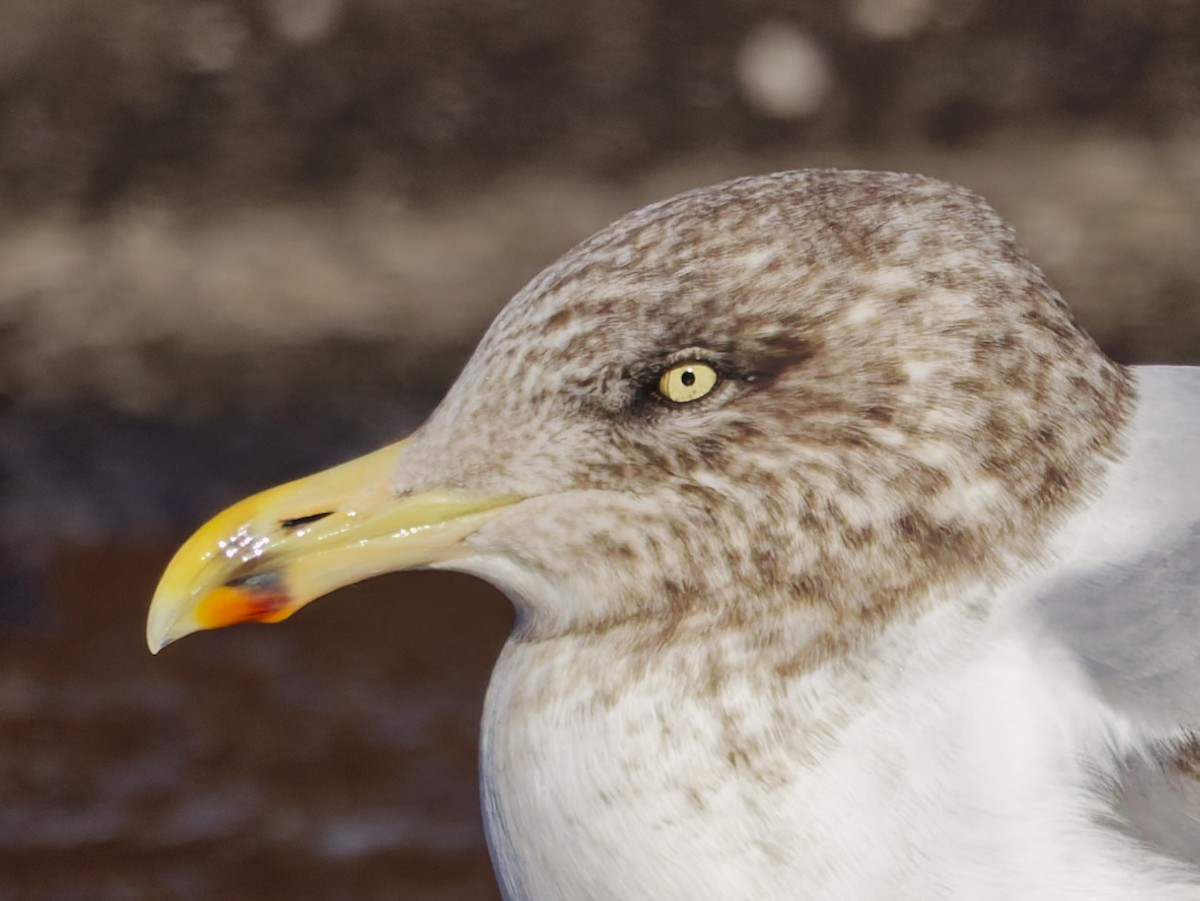 American Herring Gull - ML646527143