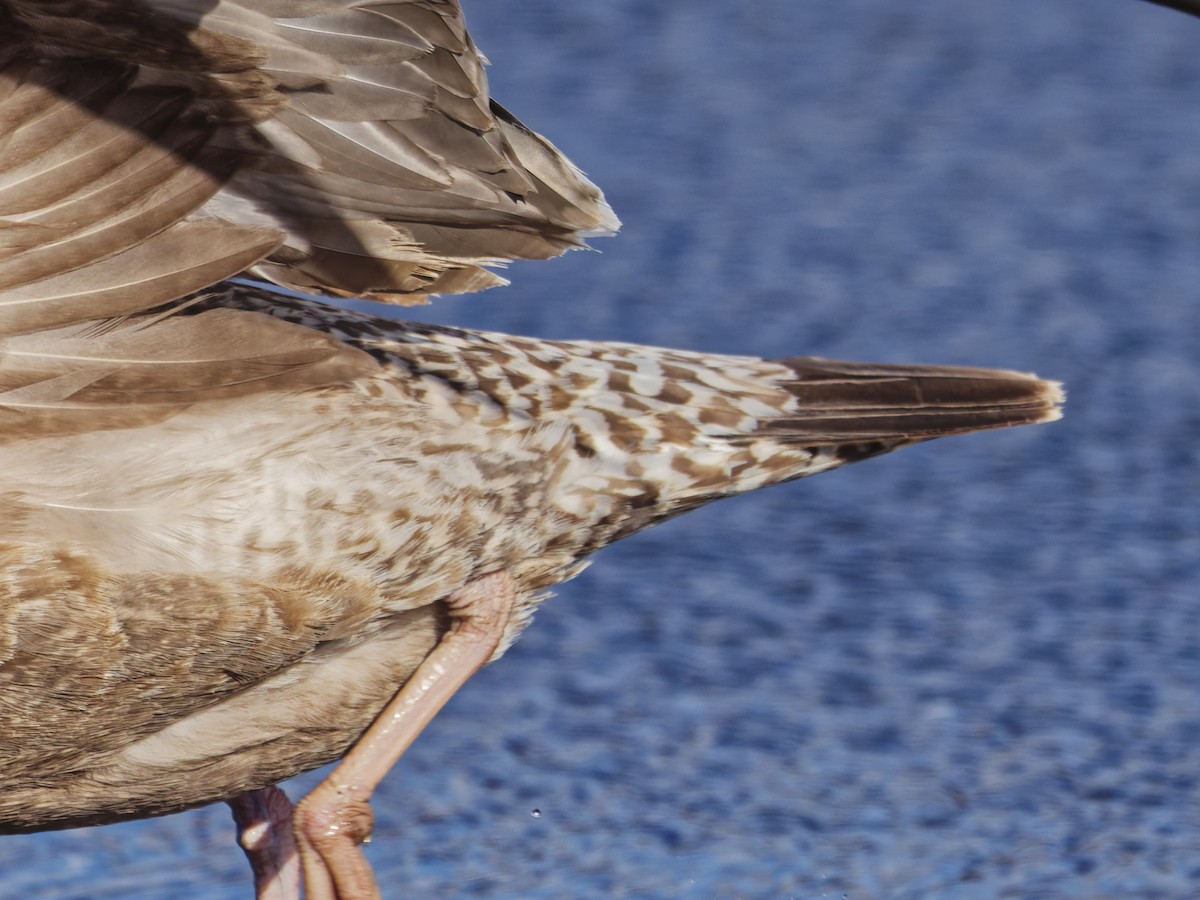 American Herring Gull - ML646527144