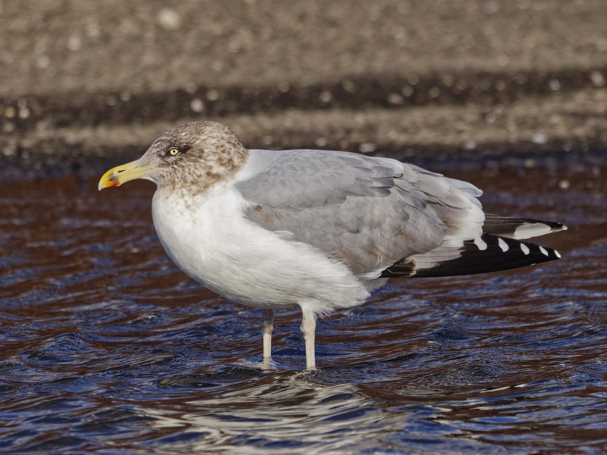 American Herring Gull - ML646527145